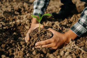 The old man hand holding Seedling, for care and Seeding,new life concept. in sun light