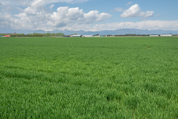 雄大な十勝の緑豊かな牧草地 © eddiemgg