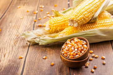 Corn cobs on wooden table and corn field background. Copy space