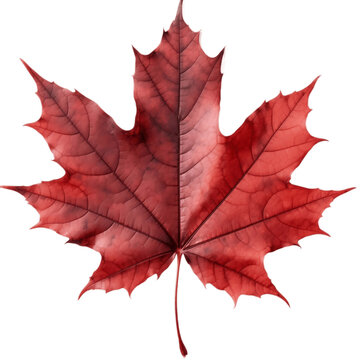 Red Sugar Maple Leaf, Isolated on Transparent Background. Generative AI