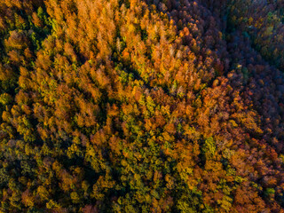 Autumn landscape in Puigsacalm Peak, La Garrotxa, Girona, Spain.