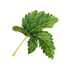 Watercolor illustration of a green grape vine leaf isolated on transparent background.