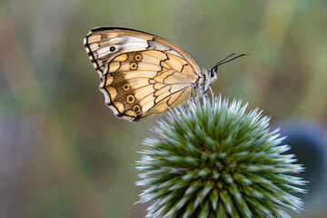 Macro shots, Beautiful nature scene. Closeup beautiful butterfly sitting on the flower in a summer garden.