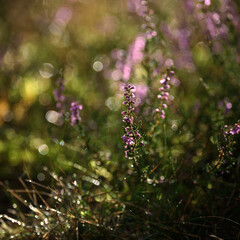 Obraz premium HEATHER - Autumn plants in the shimmering morning dew