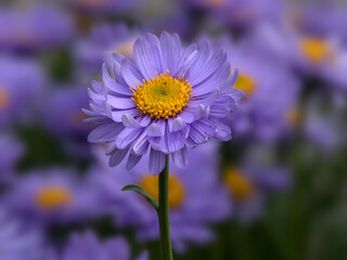 Closeup of flower of Aster alpinus in a garden in early summer against diffused background 