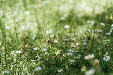 field of spring daisy flowers, natural background