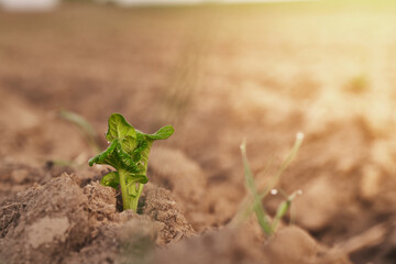 Close-up of a little green sapling in the field. he sapling, a young and vibrant seedling, represents new life and growth. Seedling is growing in soil. The concept of nature's organic processes