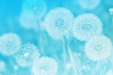 Soft abstract light blue background, abstract dandelion