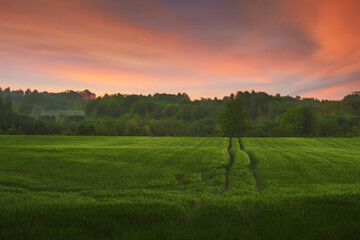 Naklejka premium Agricultural land under a beautiful sky at sunrise. Rural areas and countryside in the morning.