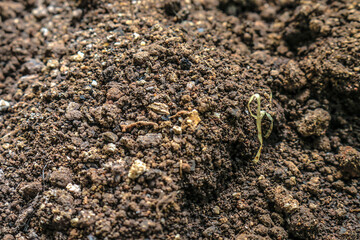 Soil texture for Photobashing material, background, or anything