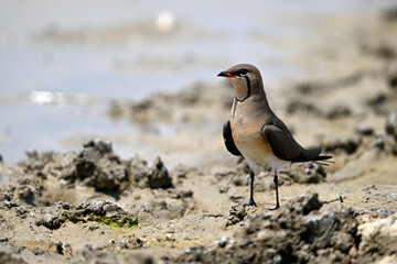 Collared pratincole // Rotflügel-Brachschwalbe (Glareola pratincola)