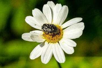 Mourning Rose Beetle on daisy