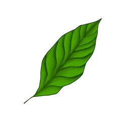 Fototapeta premium Coffee leaf draw and paint for decoration no background 