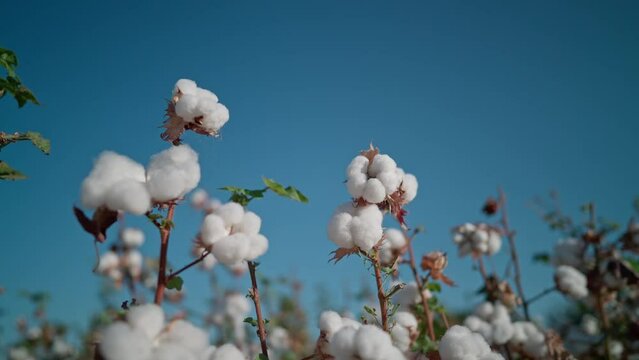 Cotton field . Bushes of high - quality cotton against the blue sky . Cotton picking. Agriculture, agribusiness.