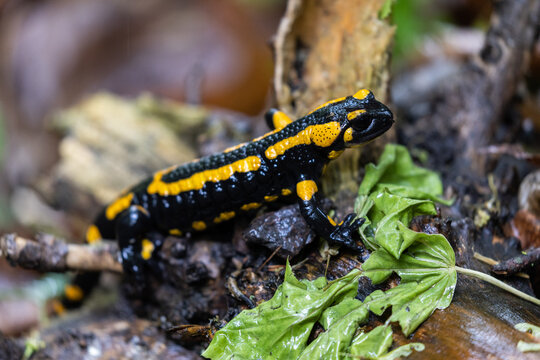 kleiner Feuersalamander im Wald bei Regen