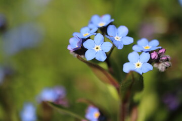 Myosotis sylvatica, blue flower in detail, forget-me-not
