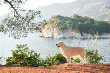 dog on the background of the sea, islands and mountains. Golden retriever on the background of a beautiful landscape