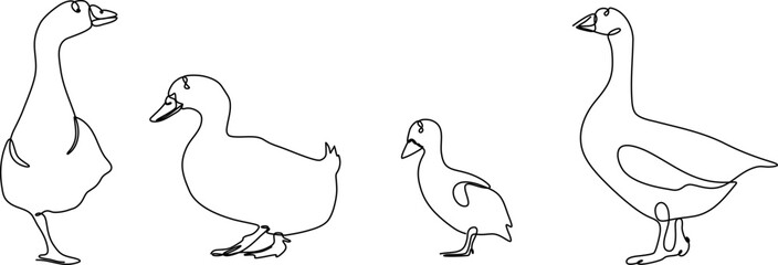 duck continuous line set illustration