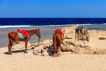 Fototapeta na wymiar Horses on the Red Sea beach in Marsa Alam, Egypt