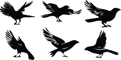 Obraz premium bird wing silhouettes collection for icon logo or element