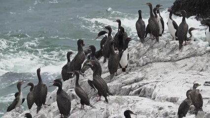 Bird colony of guano cormorant in Paracas national park at the Pacific Ocean coast line of Peru. Guanay cormorant or Guanay shag, Leucocarbo bougainvillii, on guano covered rocks.