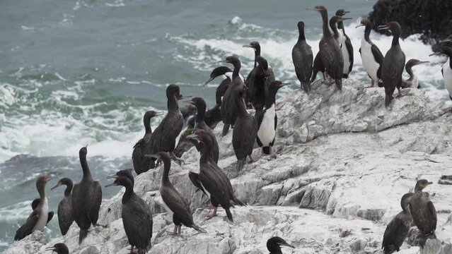 Bird colony of guano cormorant in Paracas national park at the Pacific Ocean coast line of Peru. Guanay cormorant or Guanay shag, Leucocarbo bougainvillii, on guano covered rocks.