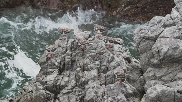 small seabirds sitting on a guano covered rock in Paracas national reserve in Peru.