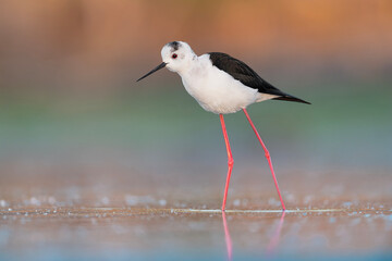 Spring colors envelop the black winged stilt (Himantopus himantopus)