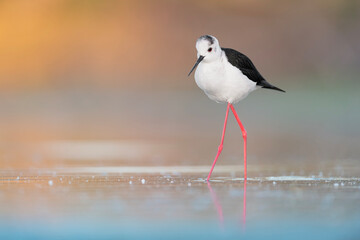 Fine art portrait of black winged stilt at sunrise (Himantopus himantopus)