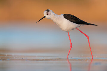 Waling in the water at sunrise, fine art portrait of black winged stilt (Himantopus himantopus)