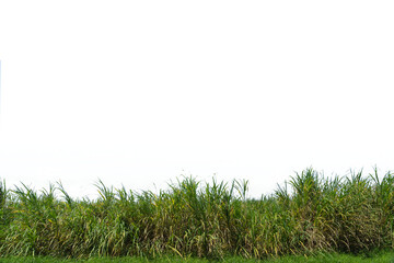 grass, lawn, wild sugarcane grass, background removed,  - obrazy, fototapety, plakaty