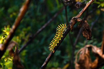 Close up   beautiful Сaterpillar of swallowtail 
Monarch butterfly from caterpillar
