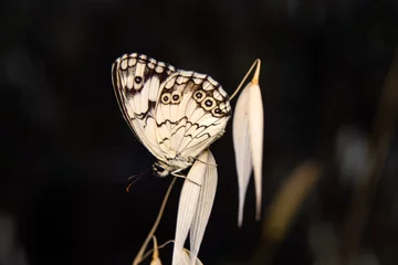 Fototapeten Macro shots, Beautiful nature scene. Closeup beautiful butterfly sitting on the flower in a summer garden. © blackdiamond67