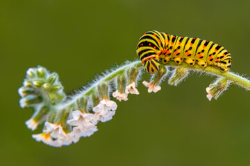 Close up   beautiful Сaterpillar of swallowtail 
Monarch butterfly from caterpillar
