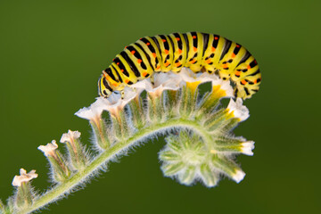 Close up   beautiful Сaterpillar of swallowtail 
Monarch butterfly from caterpillar
