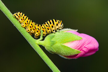 Close up   beautiful Сaterpillar of swallowtail 
Monarch butterfly from caterpillar
