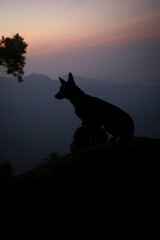 A dog on top of a mountain at dawn. Sri Lanka