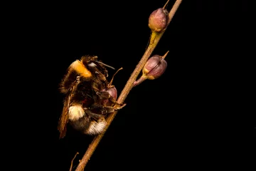 Muurstickers Close up  beautiful bee on flower © blackdiamond67