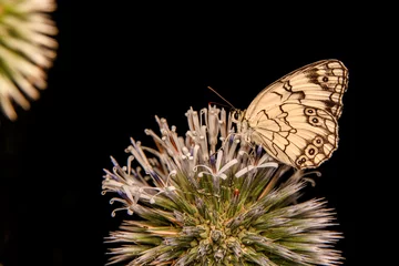Poster Macro shots, Beautiful nature scene. Closeup beautiful butterfly sitting on the flower in a summer garden. © blackdiamond67