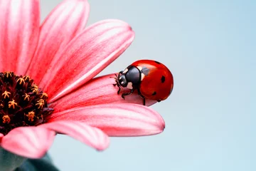 Meubelstickers Macro shots, Beautiful nature scene.  Beautiful ladybug on leaf defocused background © blackdiamond67