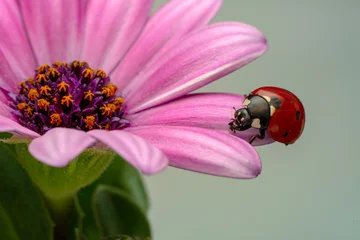 Poster Macro shots, Beautiful nature scene.  Beautiful ladybug on leaf defocused background © blackdiamond67