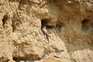 Sand martin colony in a river bank