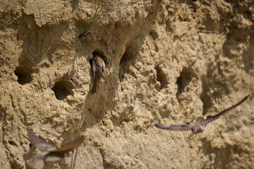 Sand martin colony in a river bank