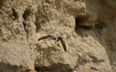 Sand martin colony in a river bank