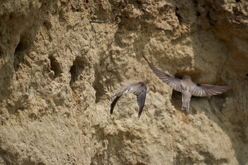 Sand martin colony in a river bank