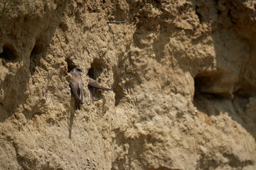 Sand martin colony in a river bank