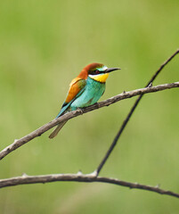 Bee eater birds