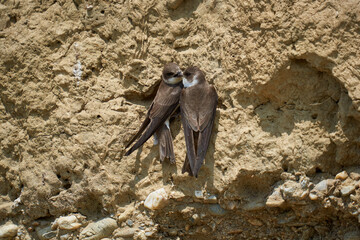 Sand martin colony in a river bank