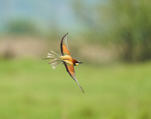 Bee eater birds