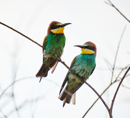Bee eater birds